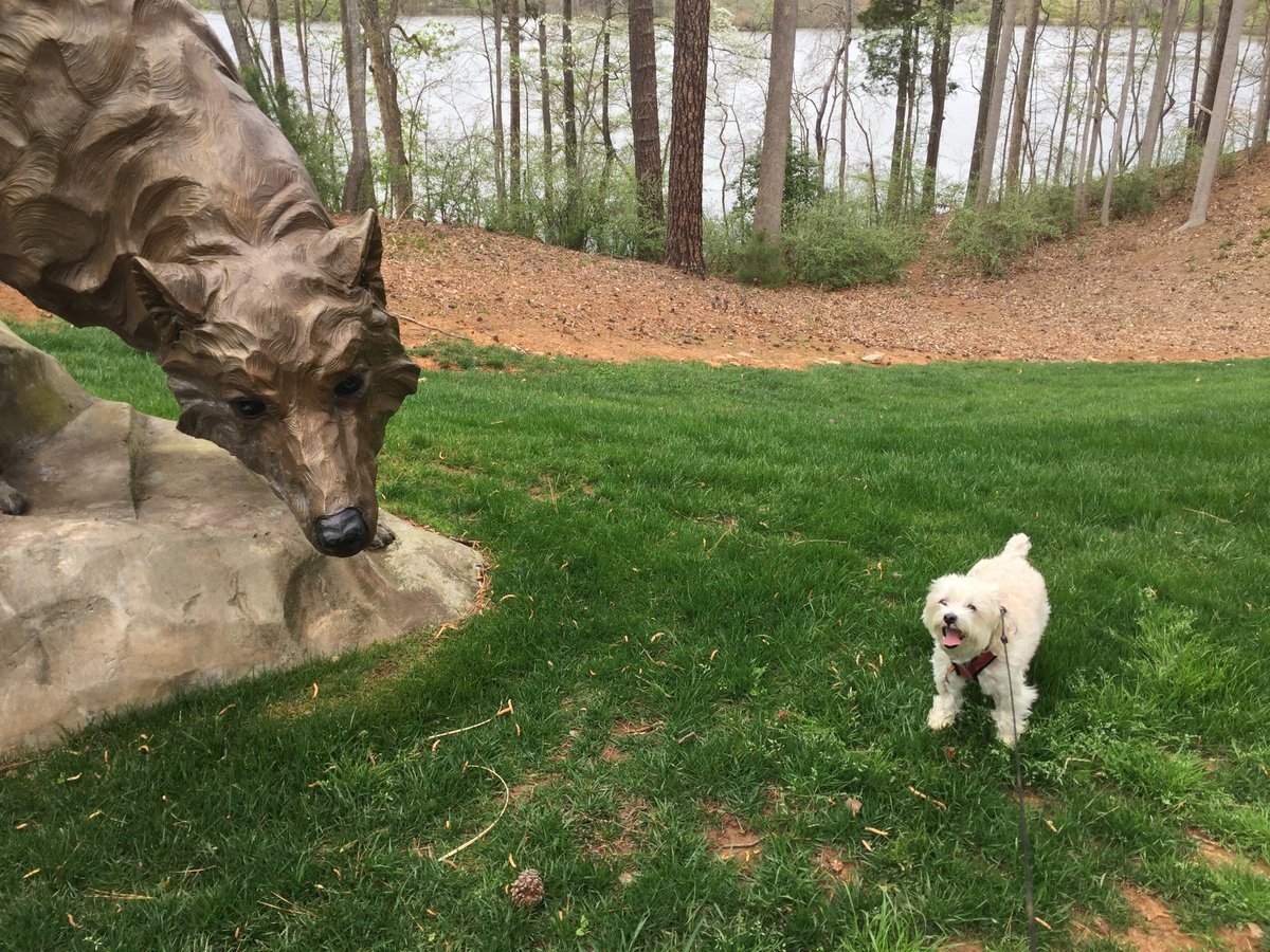 LindzSkin's tweet photo. Soph says this Wolf at @NCState is #Goals 💯 She is a proud #PackPet and #GivingPack to @NCStateCALS today! 🎉 https://t.co/xzdSHg9r7y