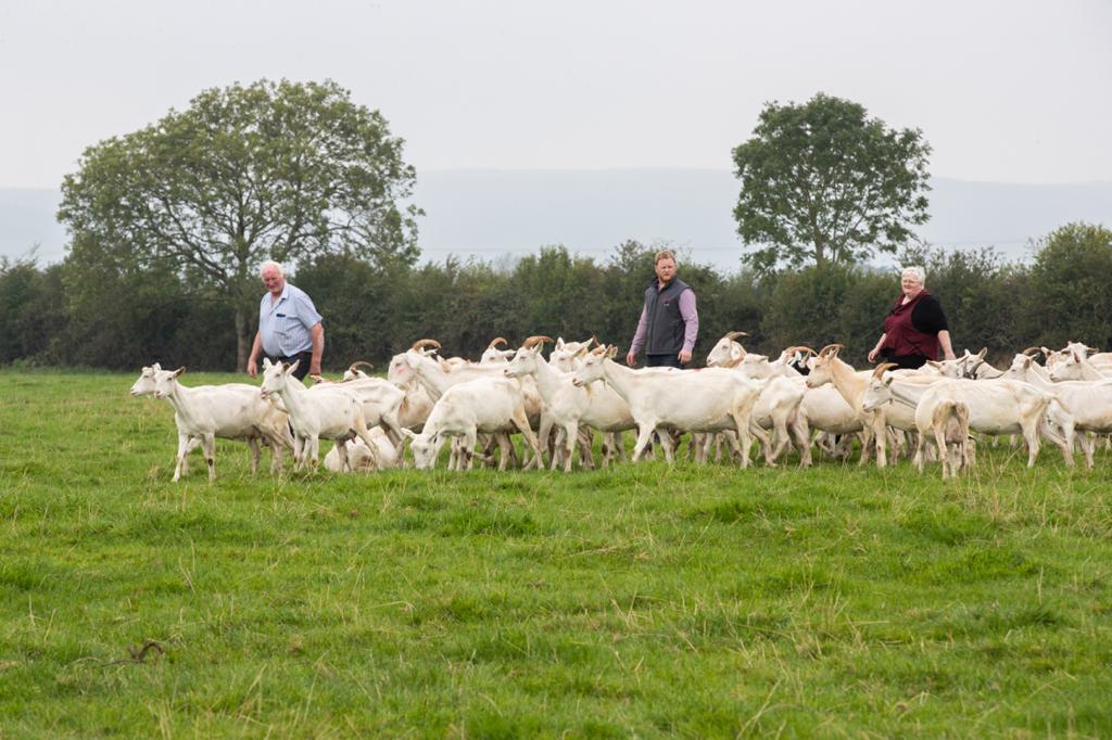🐐🥩🍔 GOAT MEAT 🐐🥩🍔
Are you looking for a ⬆️high protein, ⬇️low fat meat? Why not try some delicious fresh goat meat 😋
Fully traceable from farm to fork available at:
👉Bob Burke Butchers Newcastle West
👉Michael O' Loughlin Butchers, Upper William Street, Limerick
#GoatMeat