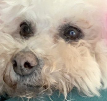 KarmaIsABichon's tweet photo. #WednesdayMood 😐 https://t.co/NIgNQVcv8p