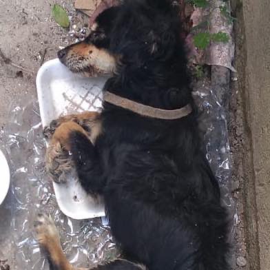 caninos911's tweet image. ‼️Ayuda urgente‼️
Este perrito tenía familia y lo abandonaron ( lo tiraron como basura 😔 ) lleva dias sin comer . Necesitamos un padrino que nos ayude a solventar sus gastos veterinarios. Porfavor comparte 🥲🥲

#Caninos911