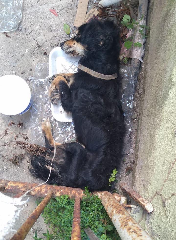 caninos911's tweet image. ‼️Ayuda urgente‼️
Este perrito tenía familia y lo abandonaron ( lo tiraron como basura 😔 ) lleva dias sin comer . Necesitamos un padrino que nos ayude a solventar sus gastos veterinarios. Porfavor comparte 🥲🥲

#Caninos911