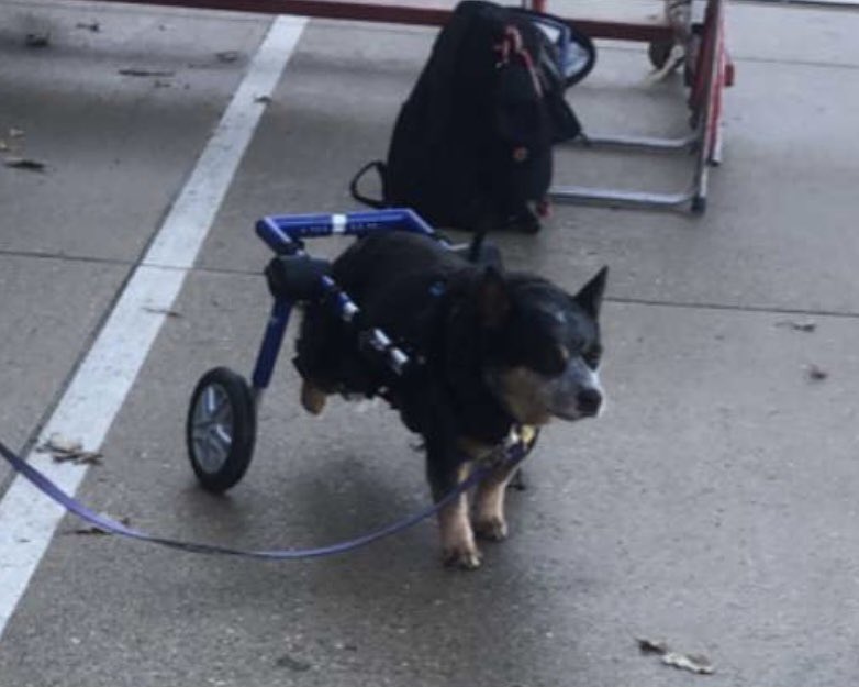 CFB247's tweet photo. Bella
Wisconsin, Rowing Support Animal https://t.co/TWmtB90gkk