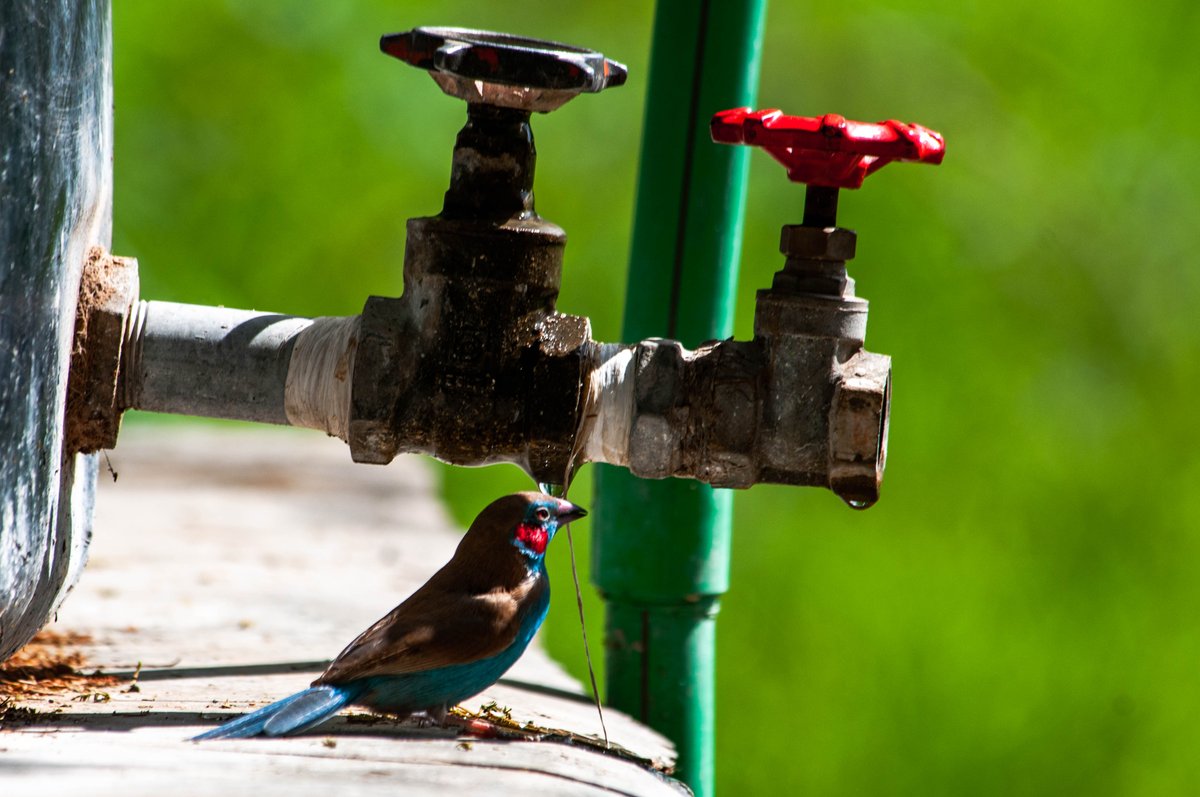 paulobuna's tweet photo. Birds Of Rongai (The Red Tap Series)
1. Red-cheeked Cordonblue
2. White-browed Sparrow Weaver
3. Greater Blue-eared Starling
4. Speckled-fronted Weaver
#BirdsOfRongai #BirdsOfKajiado #BirdsOfKenya #Birds #BirdingTherapy #Birdwatching #RongaiToTheWorld #RedTap #BirdsSeenIn2021 https://t.co/VhH9pJrHAi