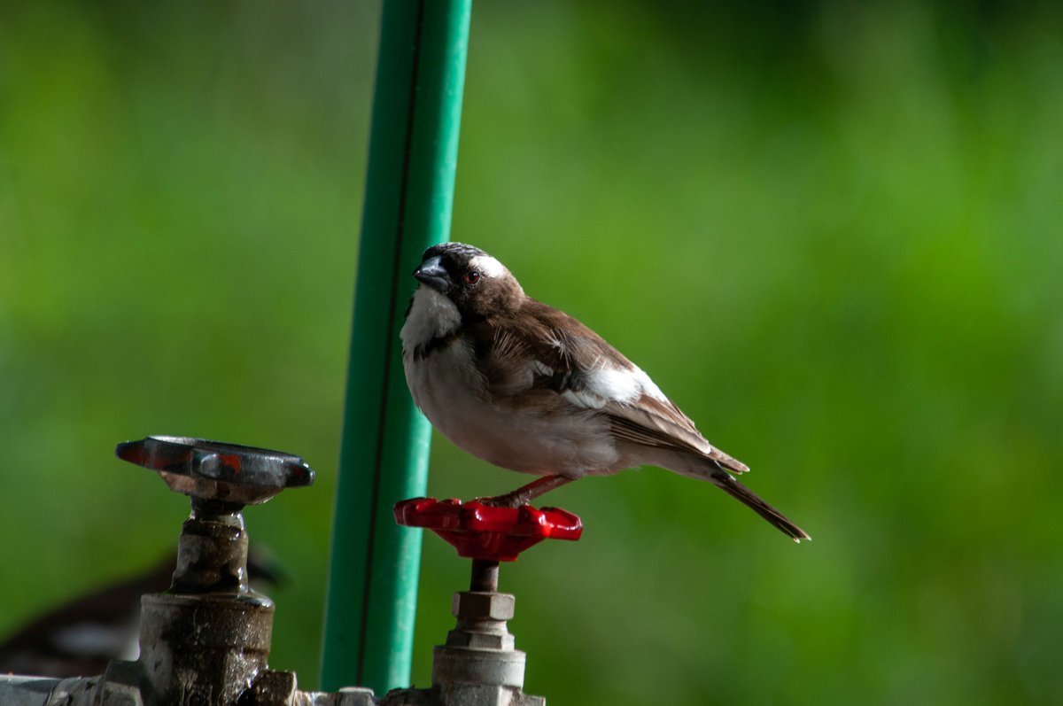 paulobuna's tweet photo. Birds Of Rongai (The Red Tap Series)
1. Red-cheeked Cordonblue
2. White-browed Sparrow Weaver
3. Greater Blue-eared Starling
4. Speckled-fronted Weaver
#BirdsOfRongai #BirdsOfKajiado #BirdsOfKenya #Birds #BirdingTherapy #Birdwatching #RongaiToTheWorld #RedTap #BirdsSeenIn2021 https://t.co/VhH9pJrHAi