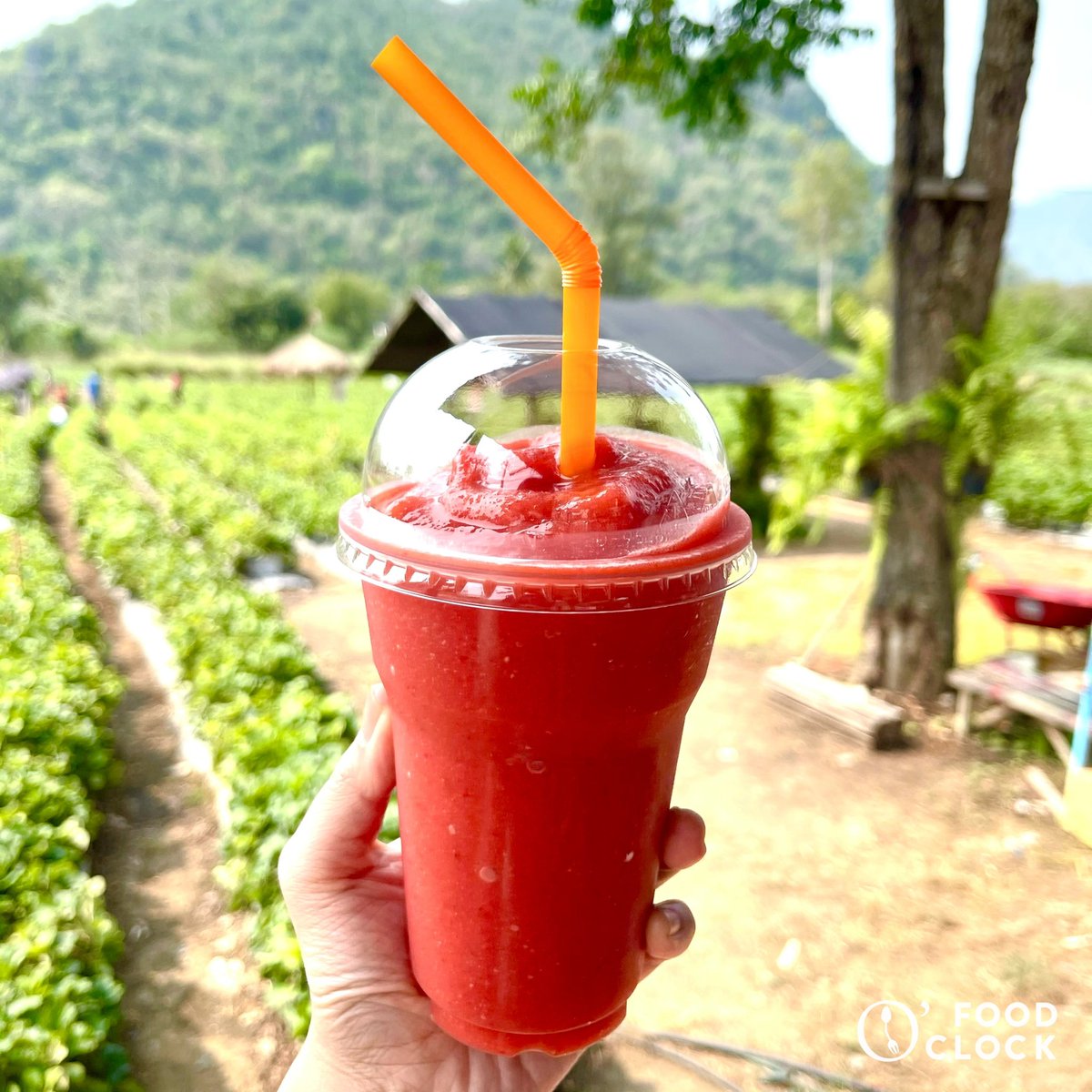 foodoclockth's tweet photo. เก็บสตรอว์เบอร์รี่ที่เขาใหญ่ “ไร่แผ่นดินทอง” ไร่ขนาดไม่ใหญ่มากช่วงนี้ที่ไร่มีสตรอว์เบอร์รี่ให้เก็บเองได้เลยคิดราคาเป็นขีด ลูกไม่ค่อยใหญ่มากช่วงนี้ หวานนิดๆเปรี้ยวนำ ทานเพลินอยู่แต่ถือเป็นกิจกรรมทำสนุกๆดี  #เขาใหญ่  @aroii #อร่อยบอกต่อ #รีวิวอร่อย https://t.co/Vcf1x9EaH7