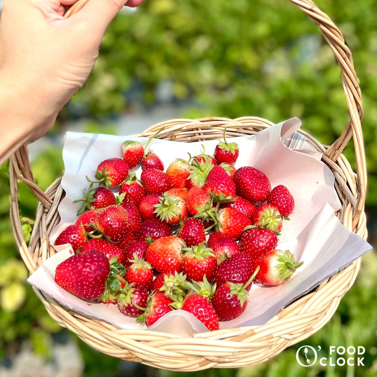 foodoclockth's tweet photo. เก็บสตรอว์เบอร์รี่ที่เขาใหญ่ “ไร่แผ่นดินทอง” ไร่ขนาดไม่ใหญ่มากช่วงนี้ที่ไร่มีสตรอว์เบอร์รี่ให้เก็บเองได้เลยคิดราคาเป็นขีด ลูกไม่ค่อยใหญ่มากช่วงนี้ หวานนิดๆเปรี้ยวนำ ทานเพลินอยู่แต่ถือเป็นกิจกรรมทำสนุกๆดี  #เขาใหญ่  @aroii #อร่อยบอกต่อ #รีวิวอร่อย https://t.co/Vcf1x9EaH7