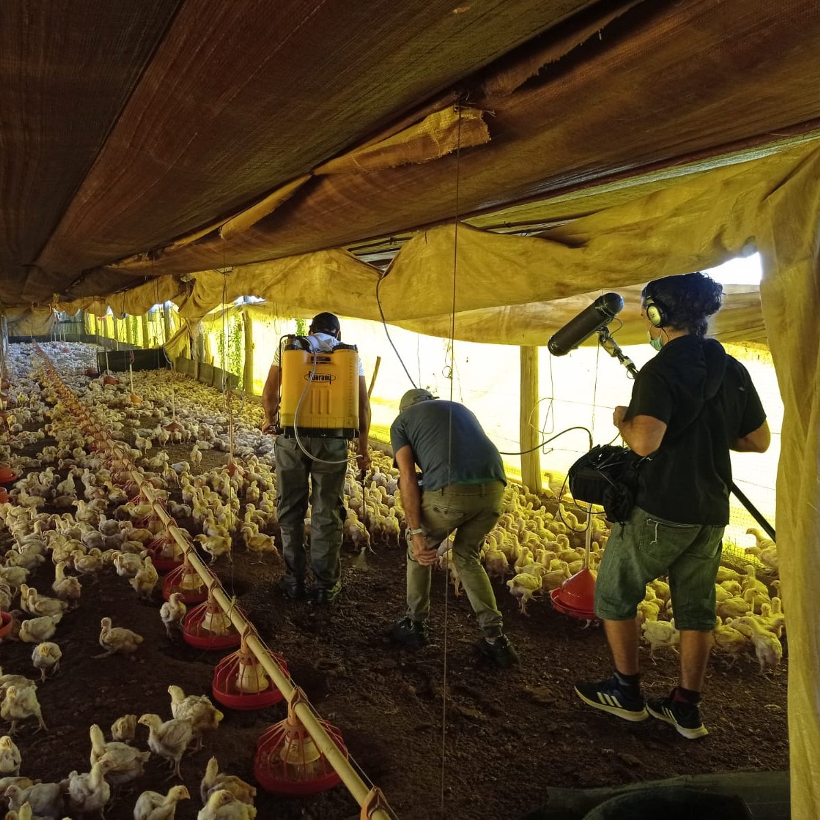 EntrebichitosMEN tweet media