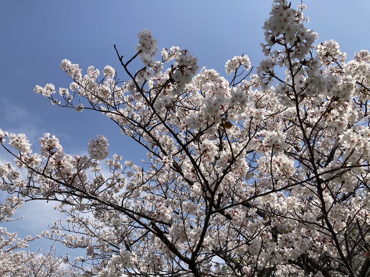 V15504093's tweet photo. 🌸満開のさくらに癒されたー‼️
＃久留米百年公園 https://t.co/pIlCtERkLg