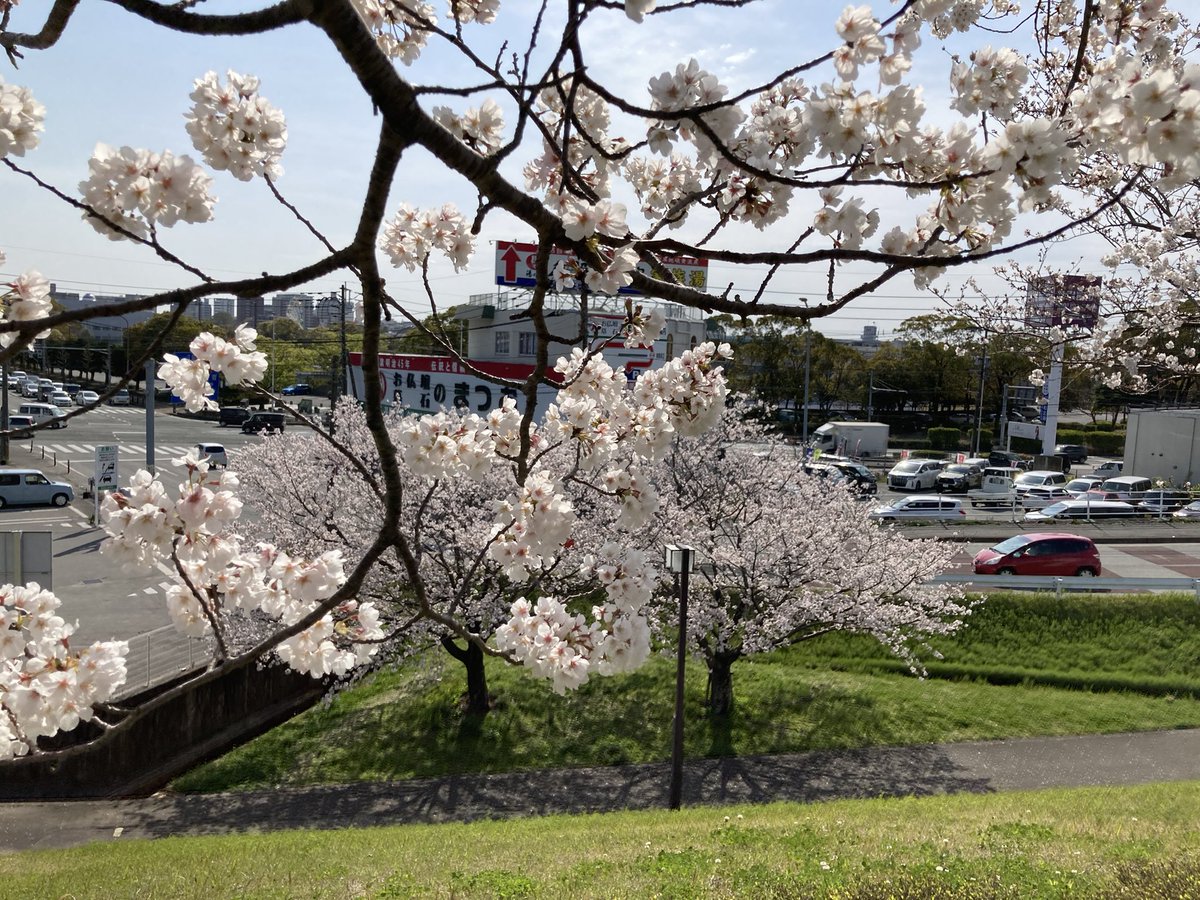 V15504093's tweet photo. 🌸満開のさくらに癒されたー‼️
＃久留米百年公園 https://t.co/pIlCtERkLg