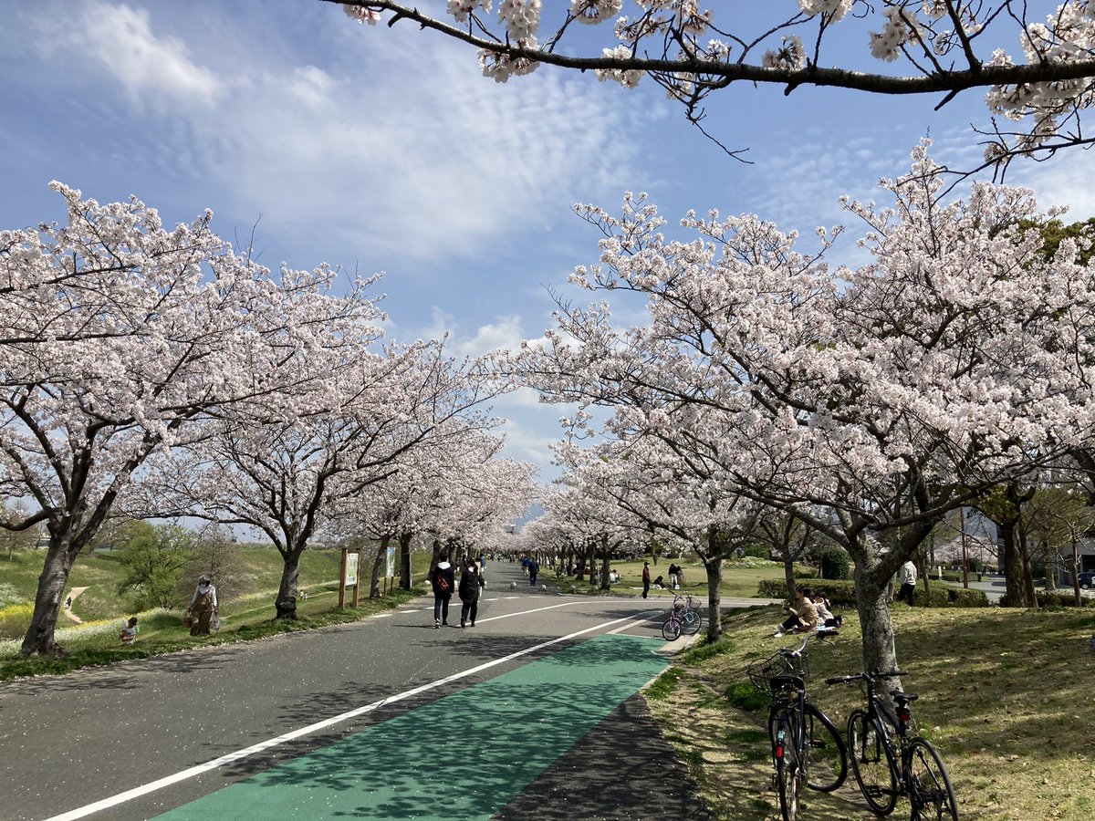 V15504093's tweet photo. 🌸満開のさくらに癒されたー‼️
＃久留米百年公園 https://t.co/pIlCtERkLg