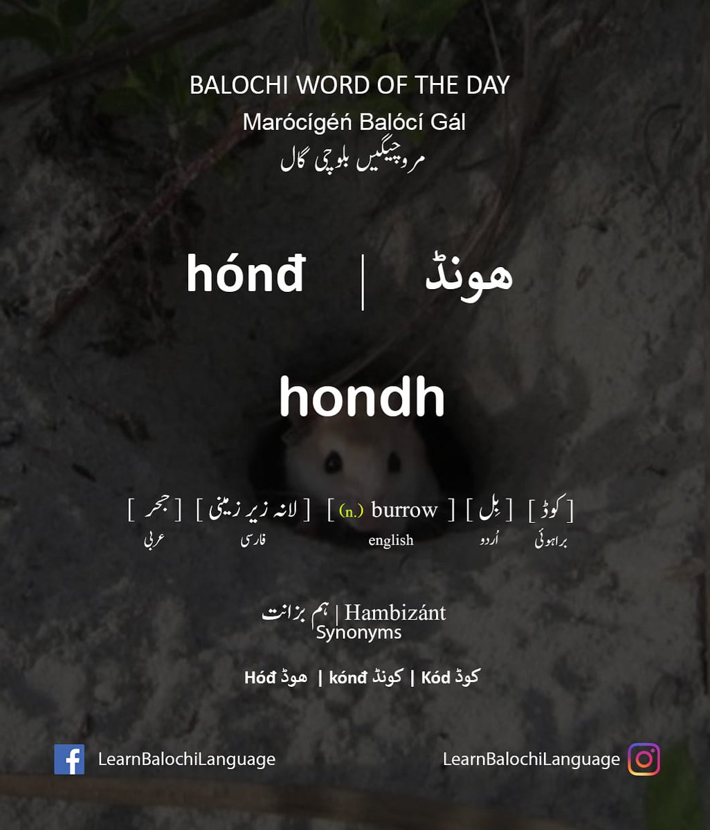 Hónđ ھونڈ =(n.) Burrow

#BalochiWordOfTheDay #BalochiWord #BalochiLanguage #BalochiLiterature #BalochiPoetry #BalochiGrammar
#BalochiCollocation
#BalochiVerbs #BalochiNouns #BalochiAdjectives
#Learnbalochilangauge
#Baloch #Balochi #Balochistan