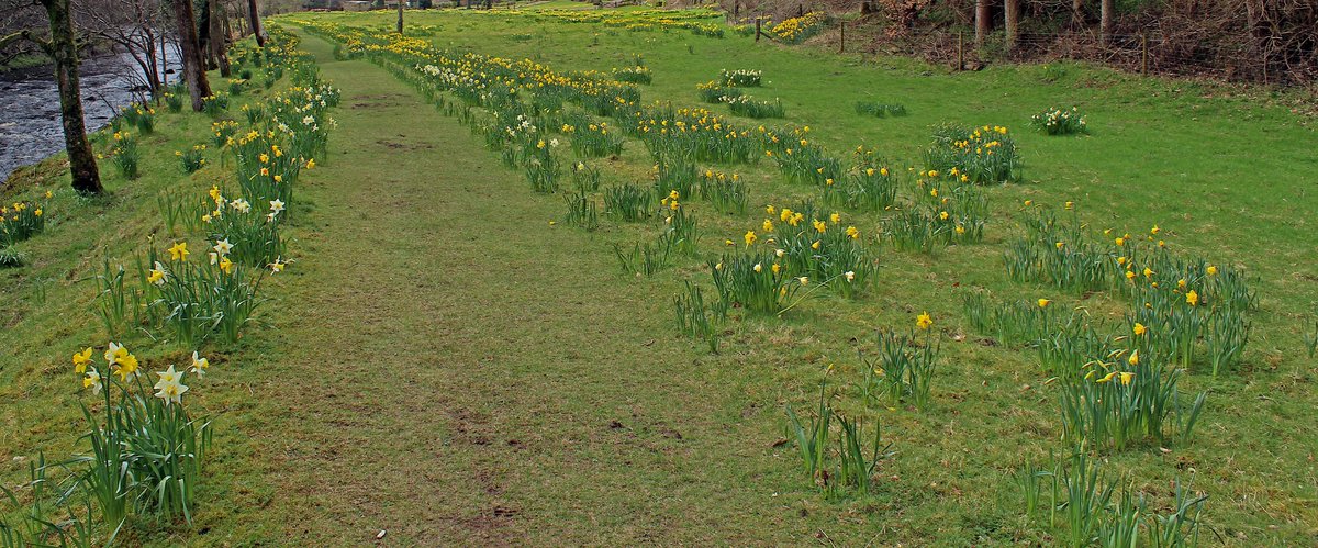 cottage1863's tweet photo. Looking forward to seeing the spectacular #daffodil on show at #Peth Foot on the #DevilsWater in #Hexhamshire 😎 https://t.co/x5ZQMuDSBO