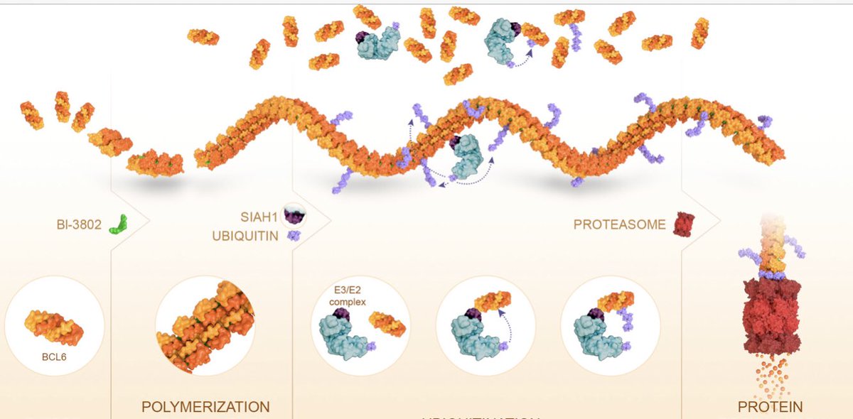 awpartridge's tweet photo. Checkout our viewpoint article on the Ebert lab work which identifies a novel MOA for molecular glues. https://t.co/p5APzYnOX6 https://t.co/khjn1ulFvQ