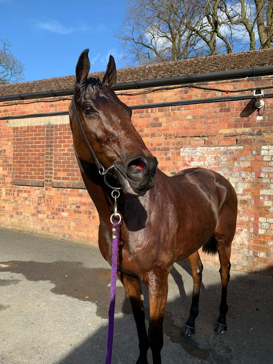SEnglandRacing's tweet photo. ⭐Winner⭐
Chef d'oeuvre looking mighty pleased with self after winning @haydockraces #gochef 👨🍳 https://t.co/KbLwVYdkg0