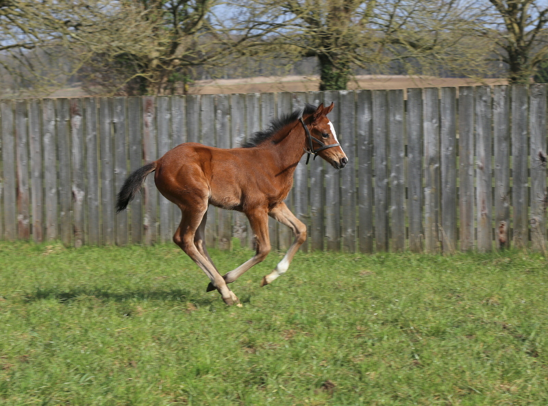 Love this Oasis Dream filly strutting her stuff this morning lets hope she can following in her brothers footsteps.......Skardu! #oasisdream #foalsof2021 #fillypower