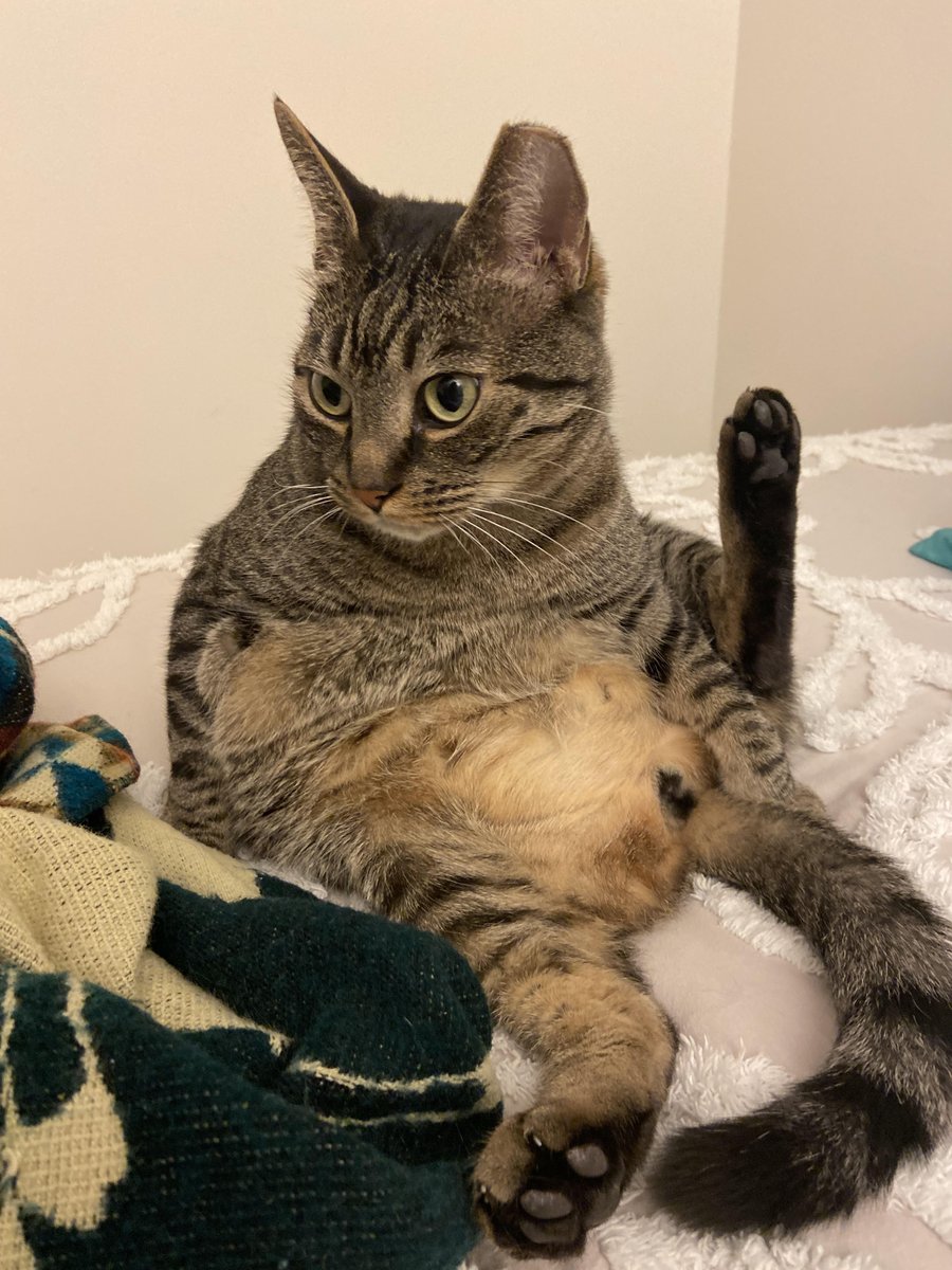 MckennaGHanson's tweet photo. Me after realizing my cells aren't doing what they are supposed to under the microscope.... https://t.co/UWV0hIZNu5