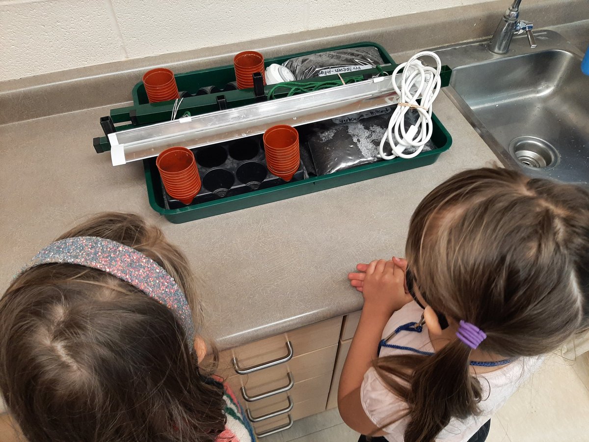 T_Verhoev's tweet photo. "Oh my gosh it's a special delivery!" We are so lucky to be participating in #SproutingSeeds with @LSRCA thanks to our EL Grant from @SCDSB_Schools. @Staceysaucier1 @HillcrestTigers @SCDSBey @scdsboutdoors https://t.co/p7aYaRUEvo