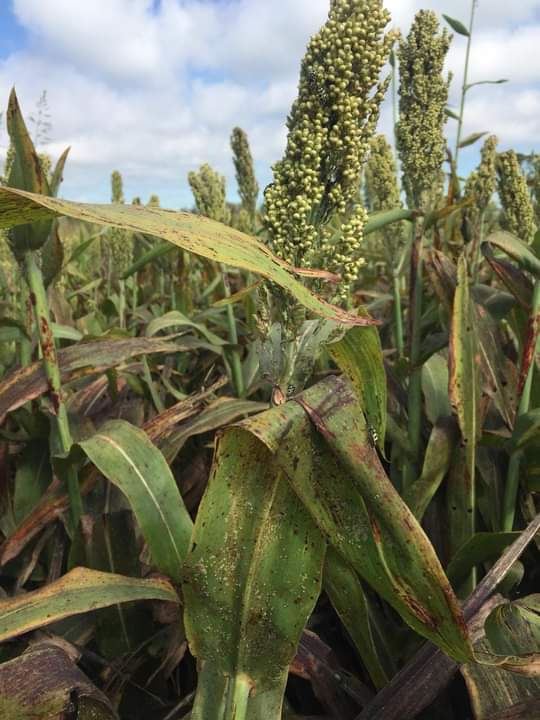 #pulgonamarillo #sorgo 
Evaluación de distintos tratamientos insecticidas para el control del Pulgón amarillo del sorgo.
Bajar el Informe aquí 🌱⬇️
 inta.gob.ar/sites/default/…