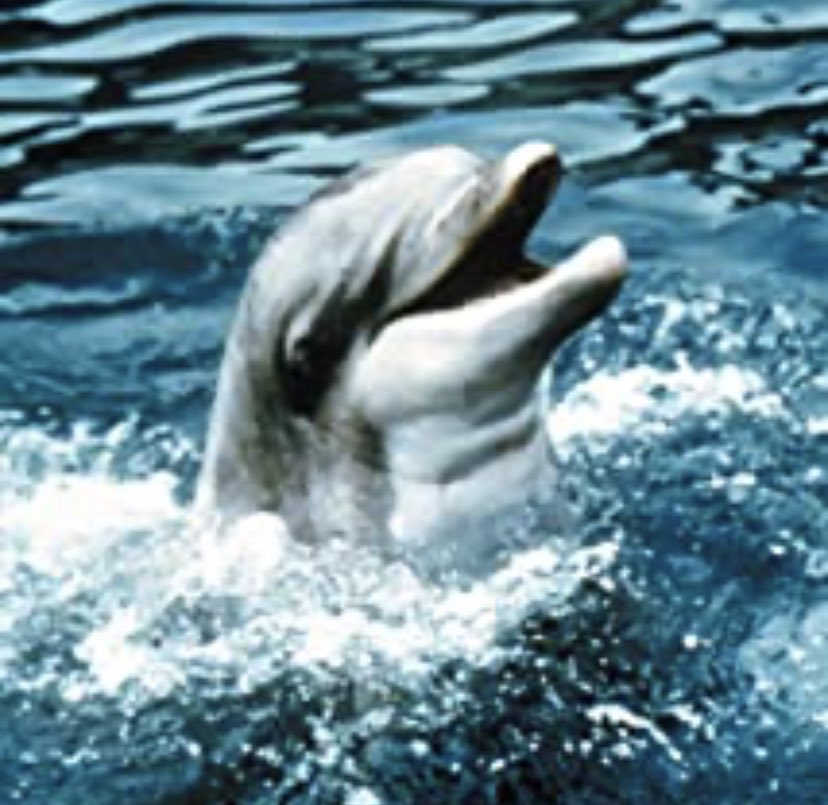 BadHobo's tweet photo. People try to tell you dolphins are intelligent. Flipper was so stupid he could never learn his lines, they had to use a voice actor to add all the annoying clicks and whistles in after they filmed #shitdolphin https://t.co/SfP8GcJkYo