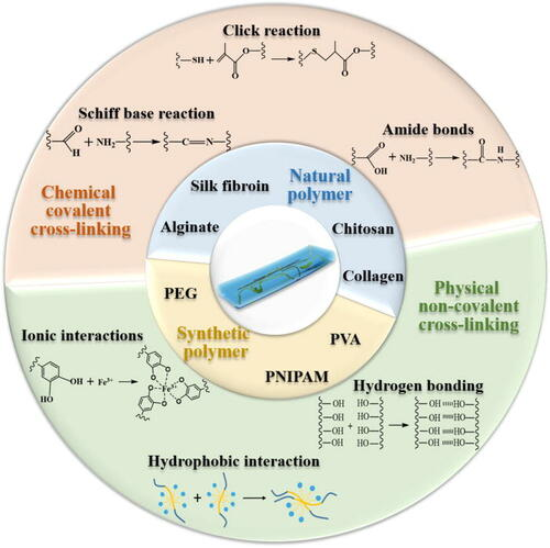 BiophysRev's tweet photo. Interested in learning more about how #hydrogels can be used to promote wound healing?
Take a look at this review in #AIP_APB describing polymer-based hydrogel synthesis and properties, such as their #antibacterial and #biodegradable characteristics.
https://t.co/15SlXvKD4s https://t.co/P0uH7RRYxN