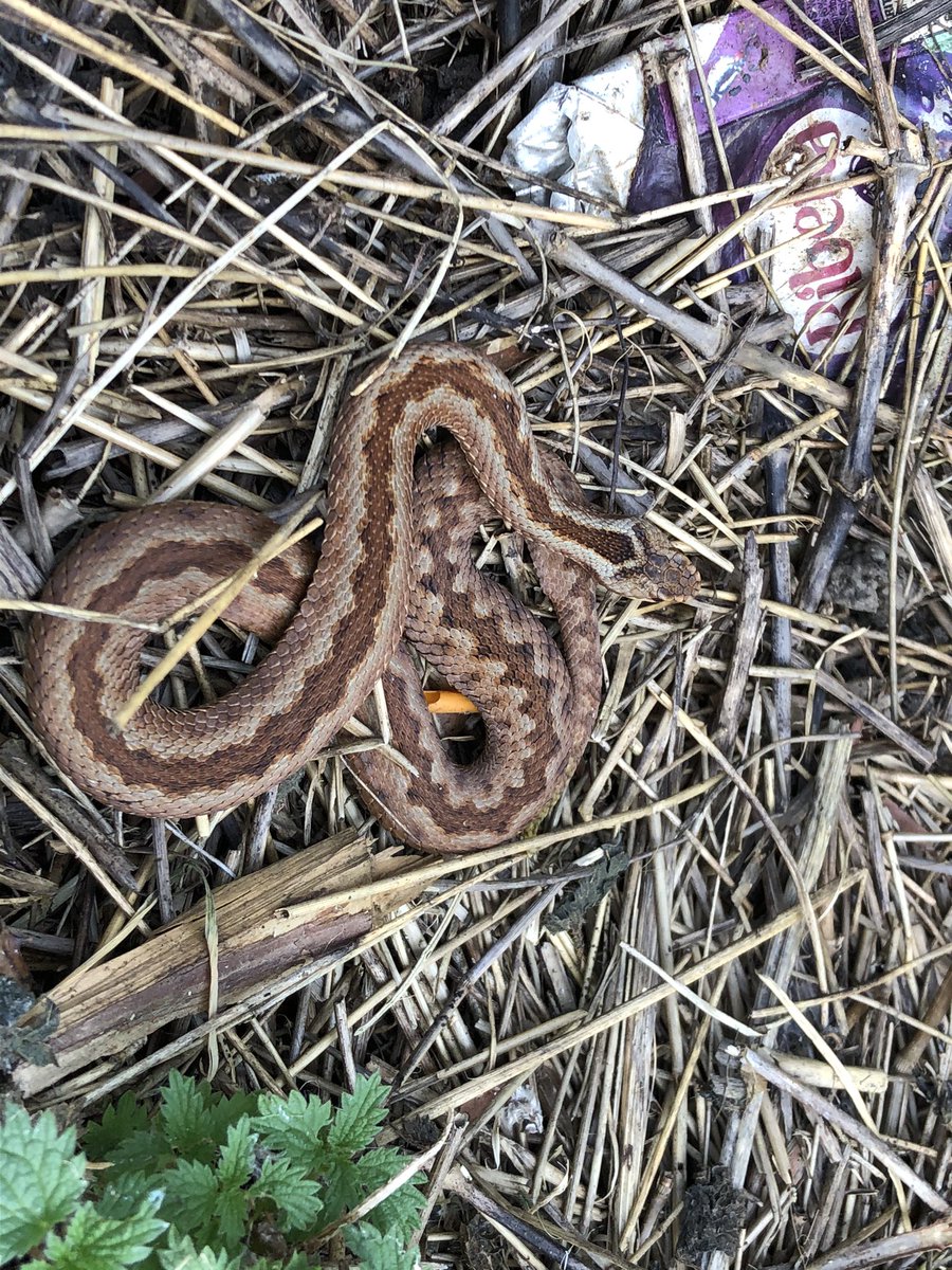 Some reptiles in Haverings parks, now the temperature is rising. A common Lizard and a couple of slow worms and an adder. Please respect our wildlife whilst in our parks.