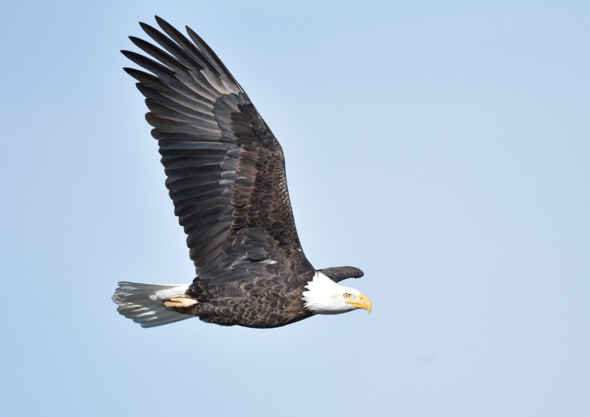 America’s national symbol &amp; conservation success story, the bald eagle, increased its population size 4x since previous estimates in 2009. Today, over 300,000 bald eagles soar across the lower 48 states: ow.ly/GZOW50E7q0v 🦅

📷: Tom Koerner/USFWS