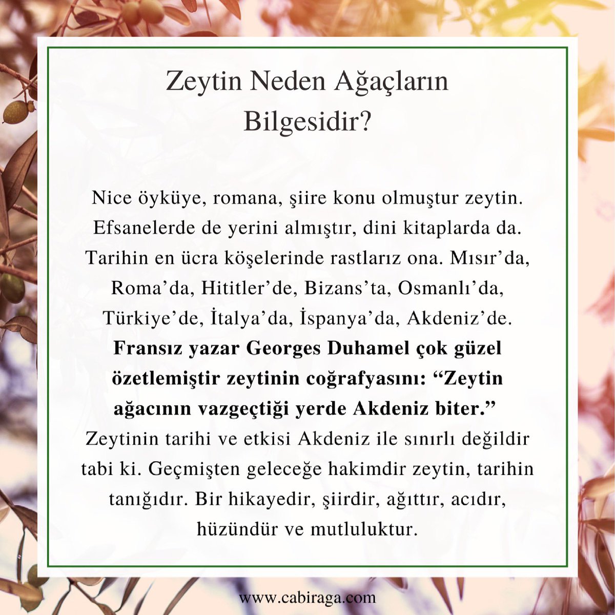 cabiraga's tweet photo. Zeytin neden ağaçların bilgesidir? https://t.co/Kx8cTrMlaZ