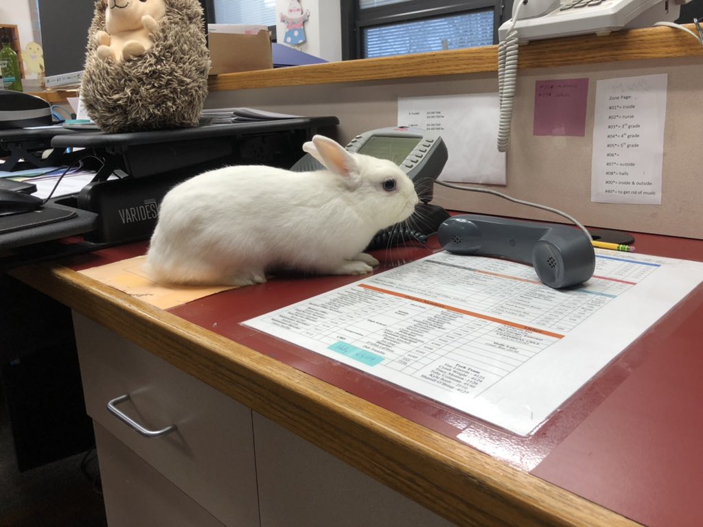 Jack was helping out in the office answering phones this morning! Waterloo Wednesday! #prideinourtribe <a href="/BavisTerri/">Terri Bavis</a>