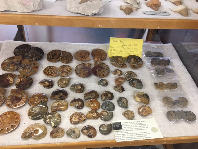 LonePineRocks's tweet photo. Ammonites are some of my favorite fossils.  I love to be able to see the different sections of the snails and how the outer shell looks.  An ammonite fossil is more than 1000 years old. 
#lprg #lonepinerocksandgifts #fossils #rockhounding https://t.co/D3aznKSDKu