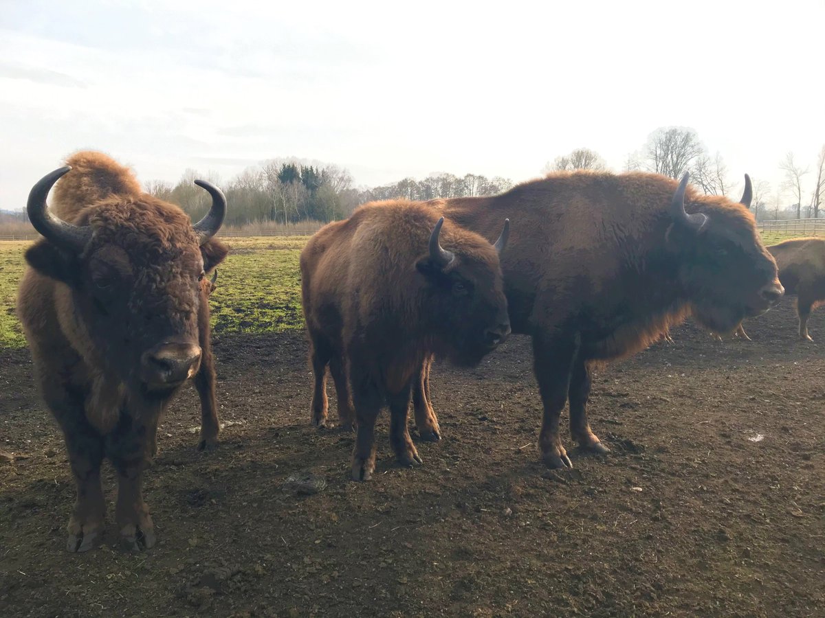 🦬¸¸.THE ROAD TO FREEDOM.¸¸🌳🦬🌳
Follow the travel diary of the #Europeanbison as they go from reserves to the #wilderness of the Carapathians. Here they are in Domaumoos, Germany but soon -> in Romania!  Follow the #Europeanbisondiary #rewilding #WWFRomania #RewildingEurope