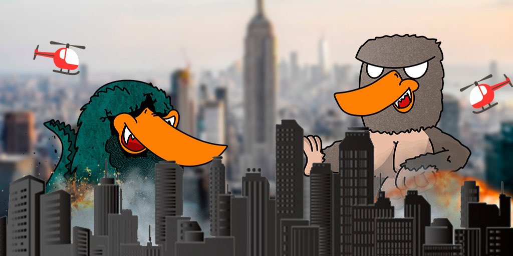 White Call Ducks 🦆 tweet media