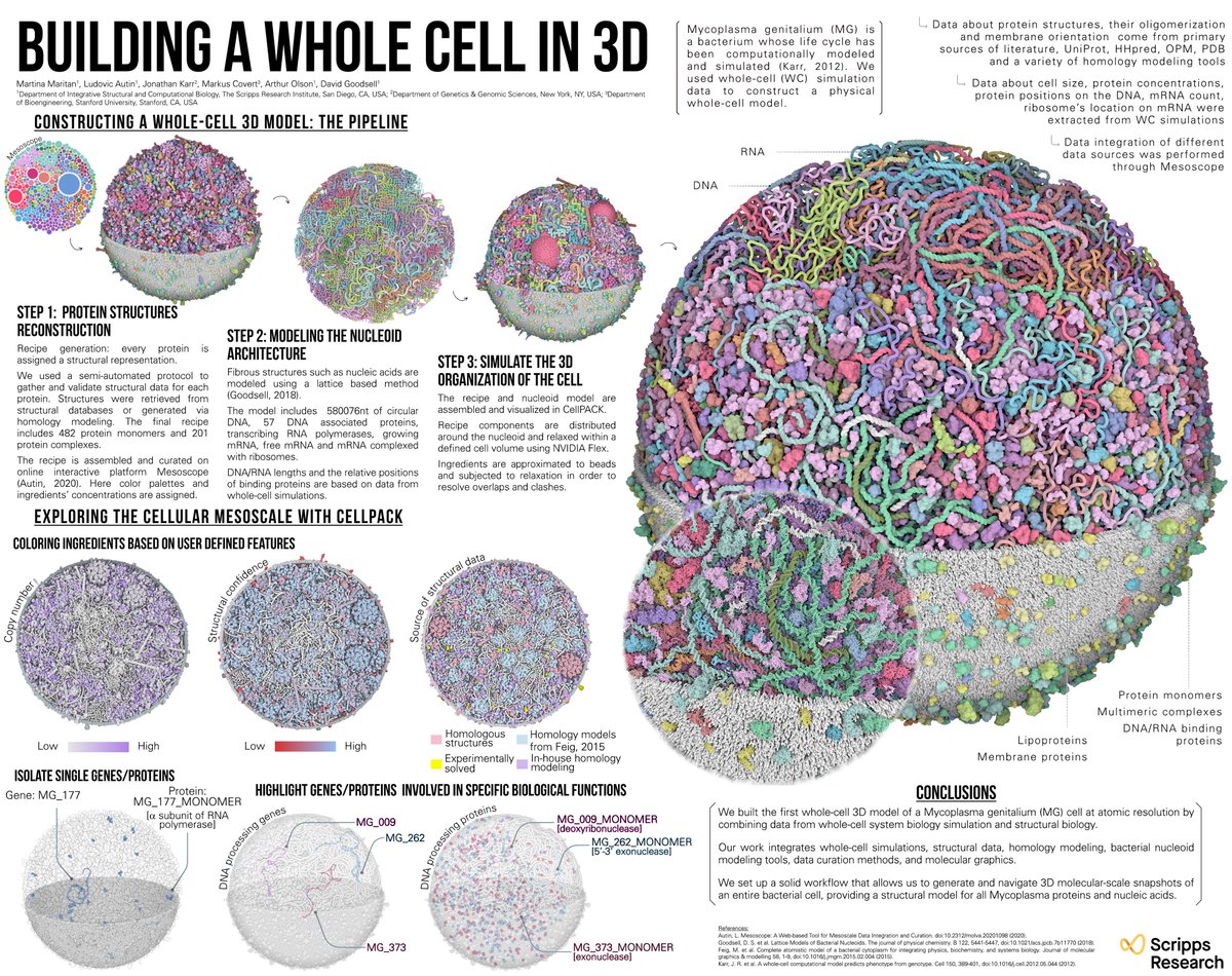 Excited to present our work on building and navigating a cell in 3D at #VIZBI poster session B 🤩 
<a href="/EMBLEvents/">EMBL Events</a> <a href="/dsgoodsell/">David S. Goodsell 🏳️‍🌈</a> <a href="/grinche/">deargreer</a> 
 Checki it out - vizbi.org/Posters/2021/v…
