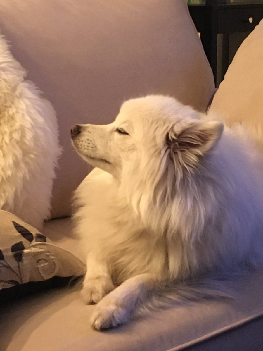AllegroFox's tweet photo. @puppyloo @PrettiestFrog Aw what a sweet baby! My secret dream was to have two &amp; name them Mishka &amp; Laika. Then I adopted Mishka and she hates everything and everyone who isn’t me or my immediate family, so she’s gonna be an only 🙄 https://t.co/YkIEOtqZDU