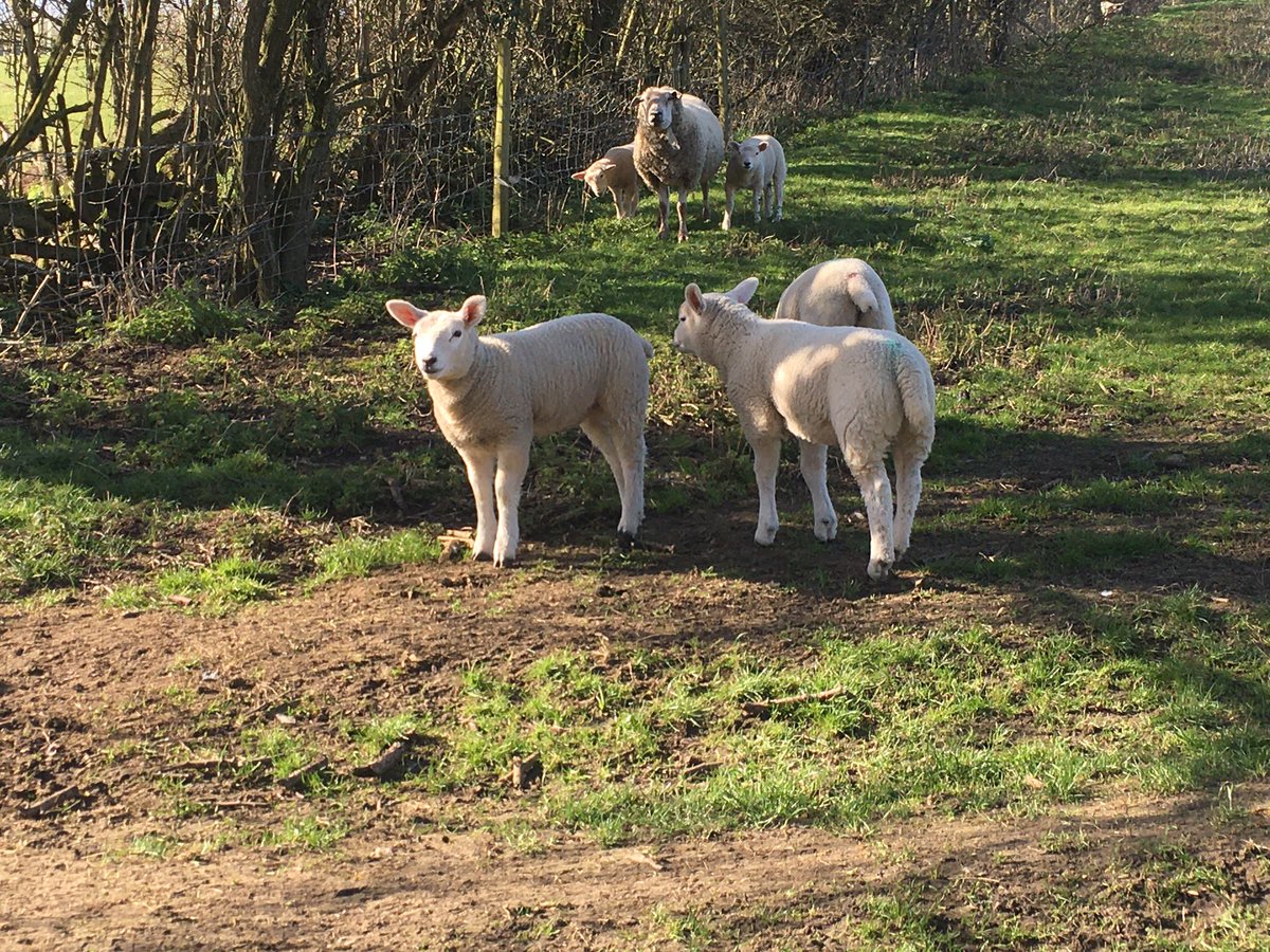 Sarahflowers50's tweet photo. Turned out to be a smashing afternoon, had a good walk and spoke to some of the locals ๐ the spring flowers are gorgeous
#walking #blueskies #lambs #freshair #feelfab https://t.co/gcm5l1L6LF