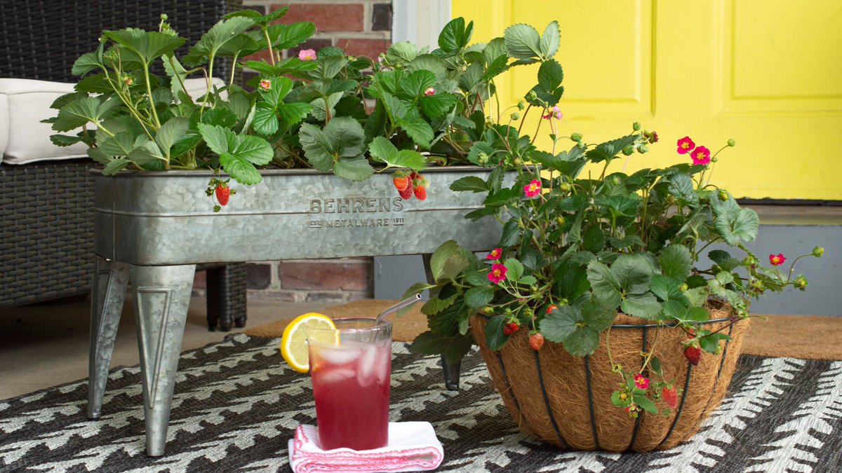 Bushel and Berry® tweet media