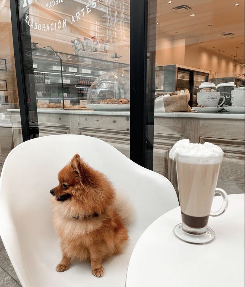 BrickellCityCtr's tweet photo. A message to all our #PetsofBCC, we love you a latte. About as much as we love Rodilla!

📸 : thepommy.leo via IG https://t.co/X6Tqq7KjTw