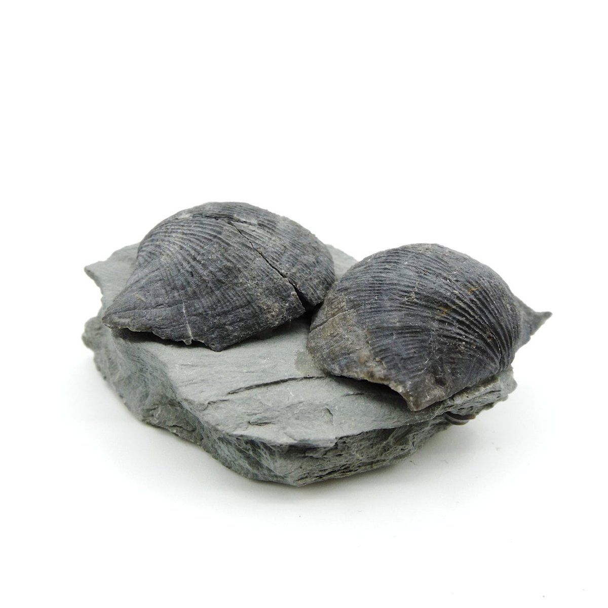 #DidYouKnow brachiopods have purple blood?! 😮 Brachiopods have blood that contains a protein called haemerythrin, which gives it a purple-pink hue when oxygenated. However, haemerythrin is colorless in the absence of oxygen. #TellusMuseum #WeirdWednesday #FunFacts #fossil