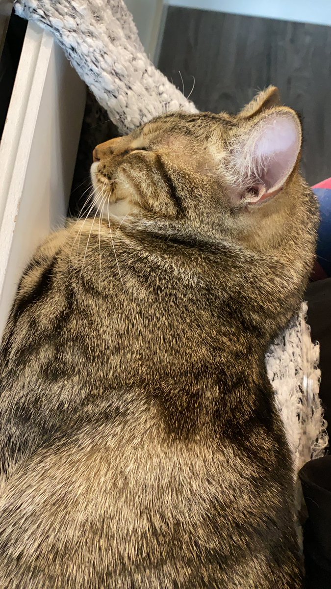 I swear she knows when I’m having a rough morning. Nothing quite calms you down like a sleepy cat on your lap