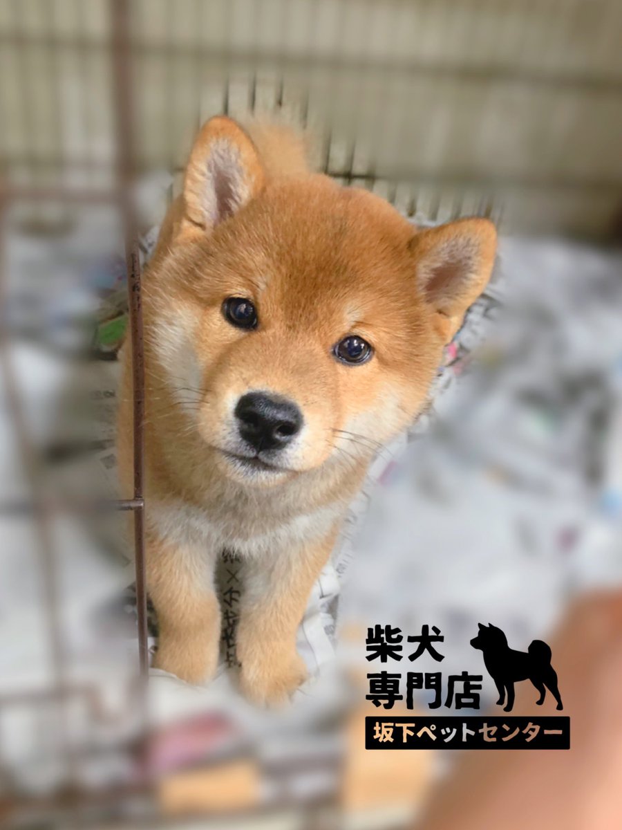柴犬専門店 横浜 自家繁殖 柴犬専門店 坂下ペットセンター 当店の看板犬と看板です 成長記録していきます お店の隣にコインパーキングございます 車でもお気軽にお越しください 看板が目印です 営業時間 10 00 18 00 Tel 045 843 3763
