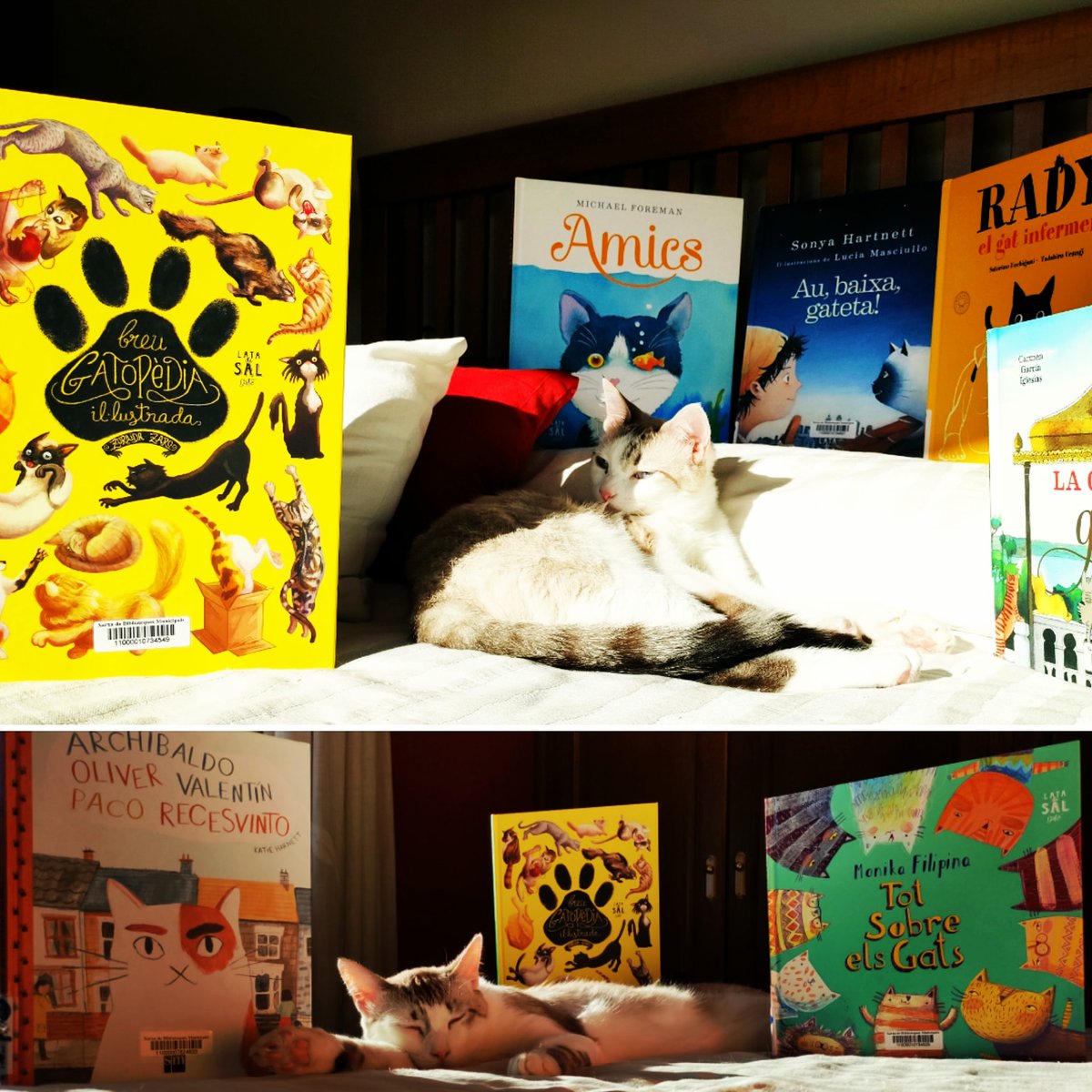 Us ve de gust fer una bona migdiada? Si la fem en bona companyia encara és millor, oi? 😜 No us perdeu la col·lecció de contes on els 🐱 són els protagonistes... Els trobareu a l'espai familiar 📚 #Tordera <a href="/Aj_Tordera/">Ajuntament de Tordera</a> <a href="/bibliotequesXBM/">BibliotequesXBM</a> <a href="/latadesal/">LATADESAL EDITORIAL</a>