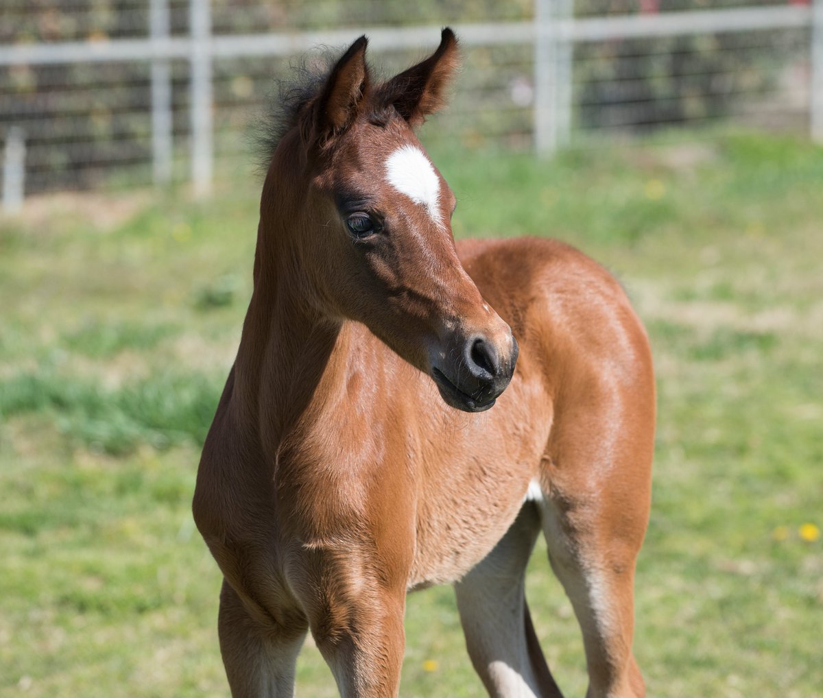 calpolypomona's tweet photo. Meet the newest member of the Bronco family, Amora. 

Born three weeks ago, this filly is now part of the longest-running Arabian horse breeding program in the U.S., a tradition that started nearly a century ago on the land that is now our campus.
More: https://t.co/nKUpRsxYya https://t.co/8lGg39G9Zu