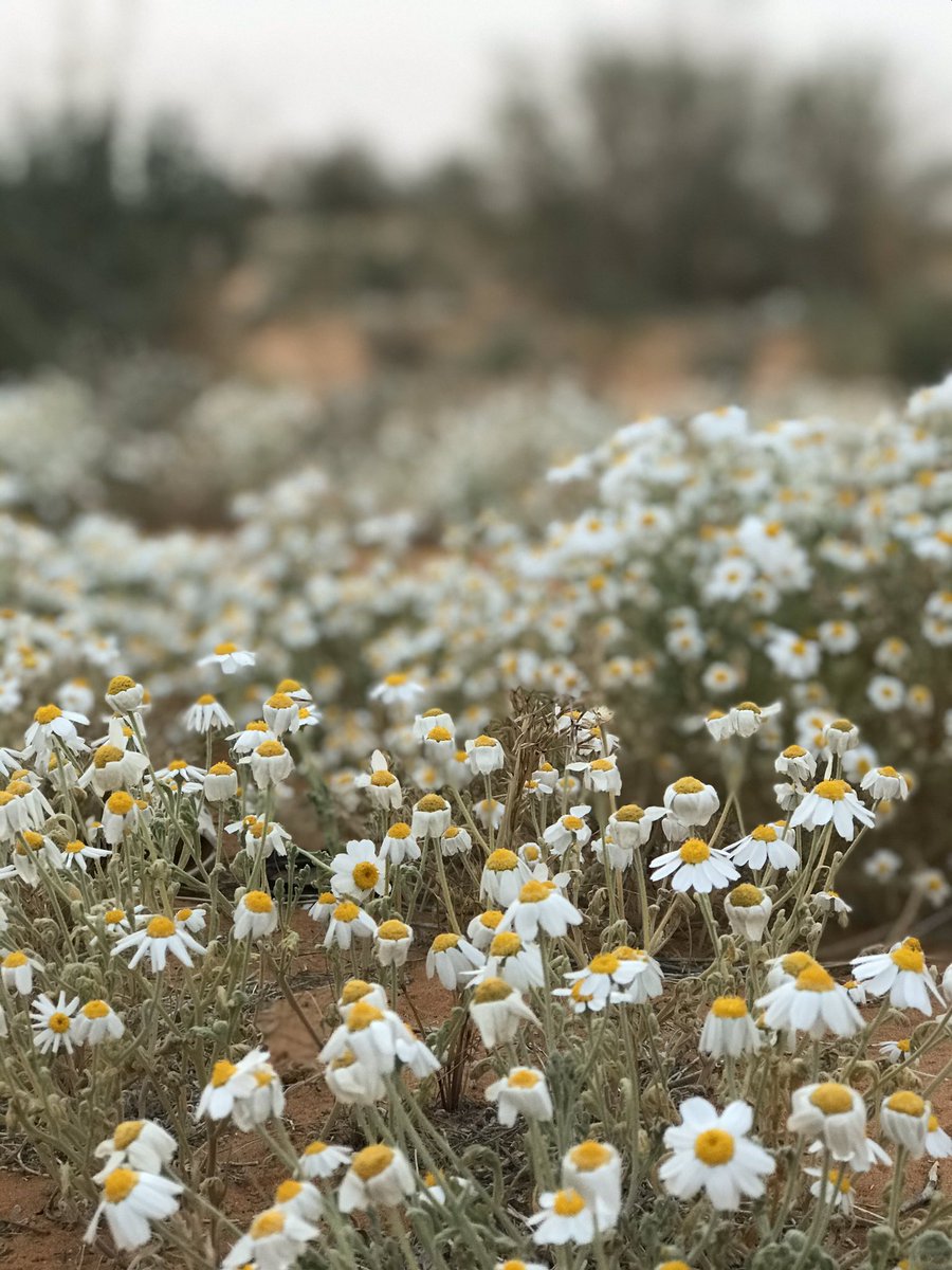 مساء الخير🙋🏻‍♂️
