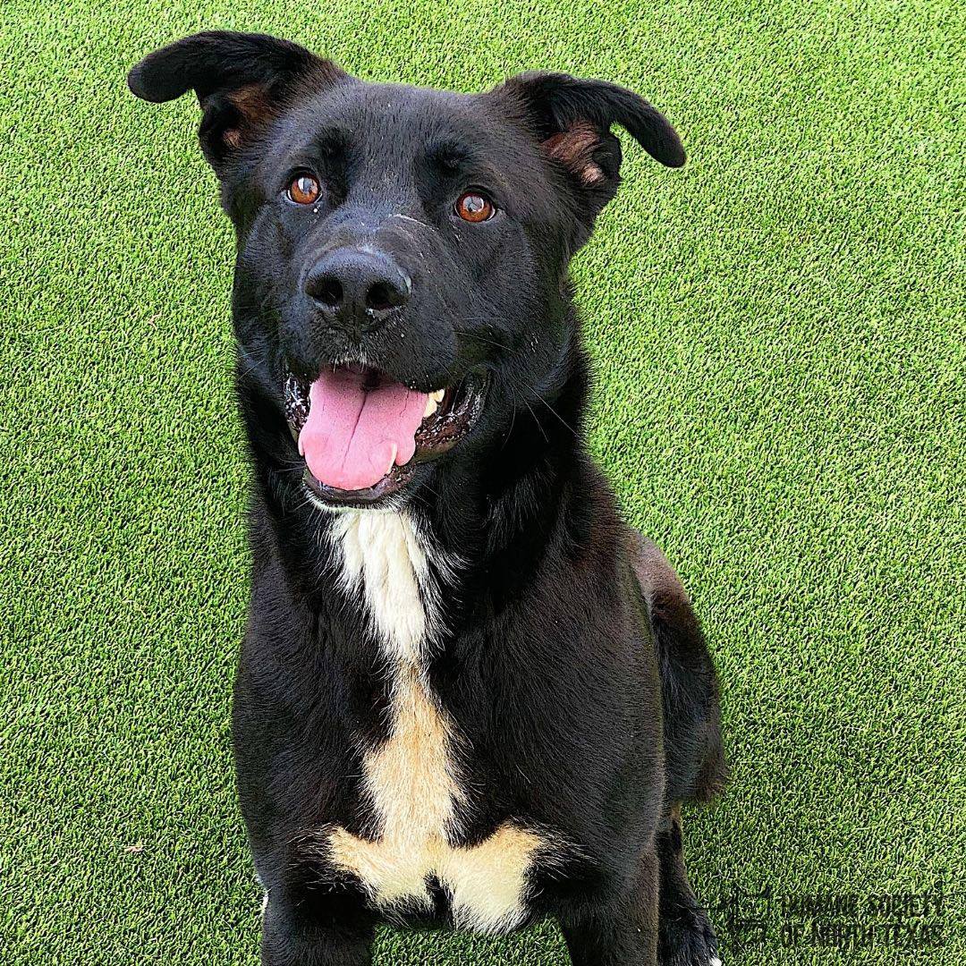 HSNT1's tweet photo. Beans, Beans the magical… Pup, the more ya pet, the less you’ll fret! 
Hi everyone! I’m Beans, a one-year-old retriever/lab mix that is the GOODEST boy around town!
Jump on our website (https://t.co/kuCX6MHxFG) and schedule an appointment at our Keller Regional Adoption Center! https://t.co/J1fTd3UqBV