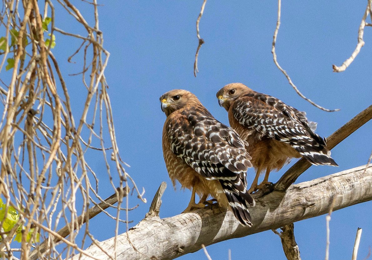 RedRockAudubon's tweet photo. Check out this our new article about migrating birding ethics! Tis the season!

https://t.co/ZWqW1msycp

Photo by Cathy Kozmary https://t.co/bx8lrC8EhL