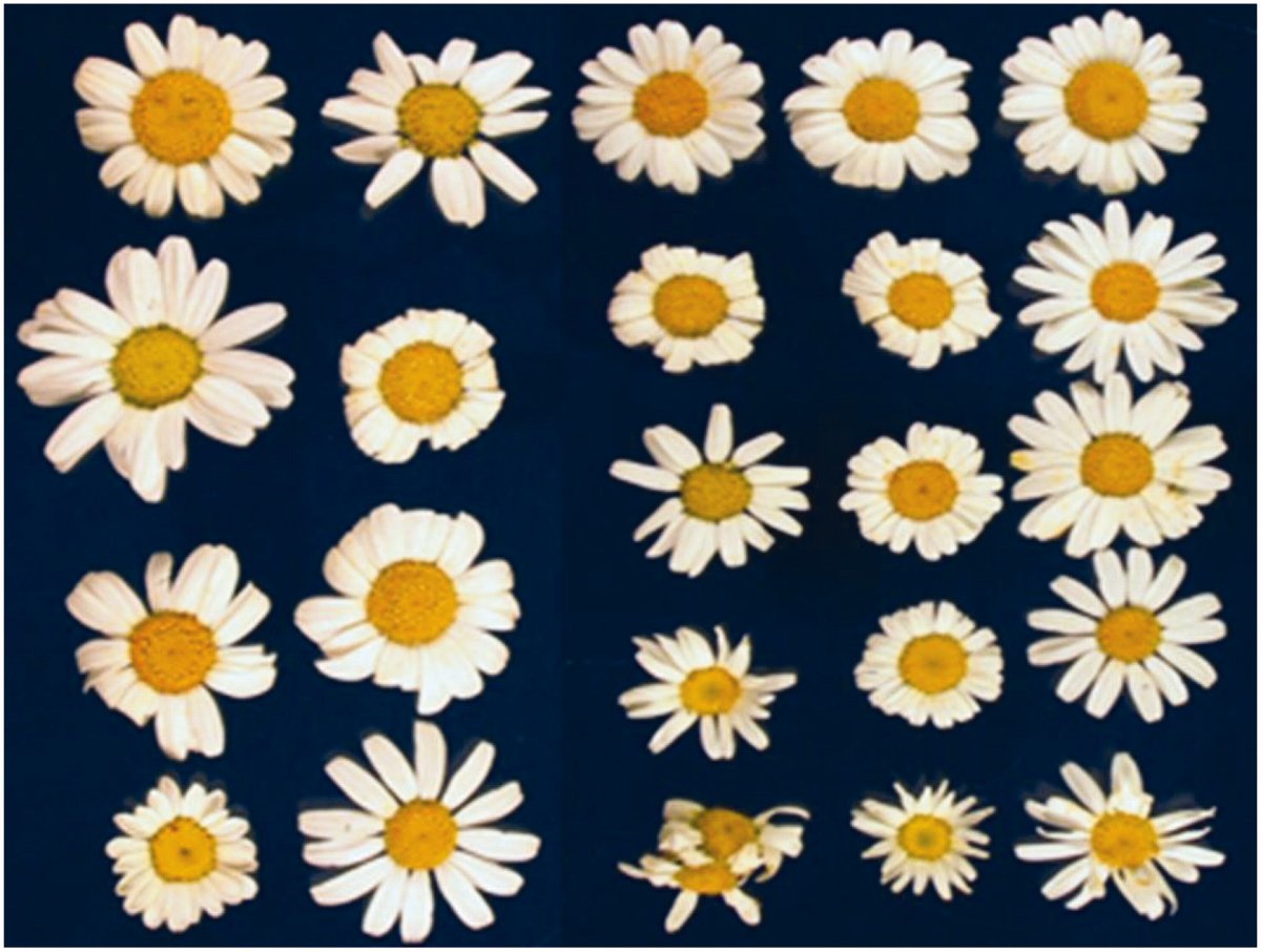 IntJRadBiol's tweet image. Genetic improvement of pyrethrum (Tanacetum cinerariifolium Sch. Bip.) through gamma radiation and selection of high yield stable mutants through seven post-radiation generations bit.ly/2PmyTTi #Pesticides #Pyrethrins