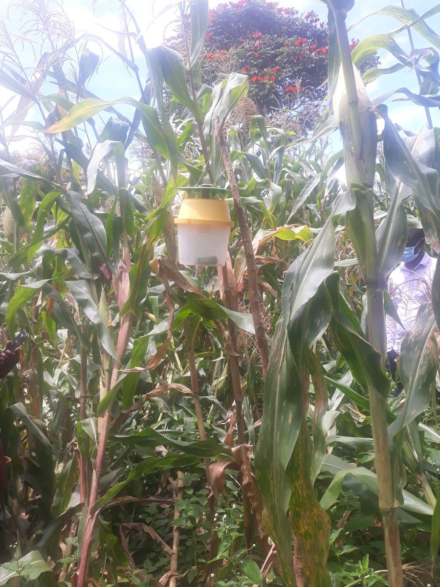 EuKulima's tweet photo. The picture below shows Mr. Chisunkha, a farmer from Chitipa, demonstrating today to a team from Department of Crops Development and KULIMA PCU on how a bucket trap procured under KULIMA programme Estimate is being used to monitor or detect various species of moths. https://t.co/0u5vI8uDVe