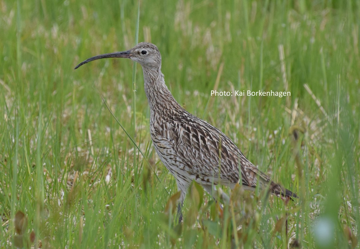 New paper from our lab in Movement Ecol: Philipp Schwemmer et al. Migrating curlews on schedule: departure and arrival patterns of a long-distance migrant ... doi.org/10.1186/s40462…
<a href="/MovebankTeam/">Movebank</a>
#migration #shorebirds #waders #curlew #migratoryspecies