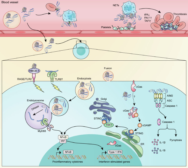Kiran Khush (@kirankhush1) on Twitter photo Congratulations to Sean Agbor-Enoh on an outstanding review of cfDNA biology in JHLT. Food for thought for more precise diagnostics and potential therapeutics. <a href="/AgborOmicsLab/">Dr. Agbor-Enoh Omics Lab</a> <a href="/YasMoayedi/">Yas Moayedi</a> <a href="/TheJHLT/">JHLT</a> <a href="/Gracedan10_99/">Daniel R. Goldstein</a> <a href="/MKIttlesonMD/">Michelle Kittleson MD PhD</a> Congratulations to Sean Agbor-Enoh on an outstanding review of cfDNA biology in JHLT. Food for thought for more precise diagnostics and potential therapeutics. <a href="/AgborOmicsLab/">Dr. Agbor-Enoh Omics Lab</a> <a href="/YasMoayedi/">Yas Moayedi</a> <a href="/TheJHLT/">JHLT</a> <a href="/Gracedan10_99/">Daniel R. Goldstein</a> <a href="/MKIttlesonMD/">Michelle Kittleson MD PhD</a>