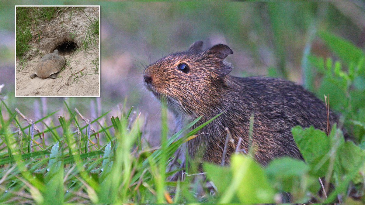 Houseguests: Hispid cotton #rats use gopher tortoise burrows for shelter, which makes them a commensal species. More info: ow.ly/AD7S50E7e3f #GopherTortoise #Wildlife