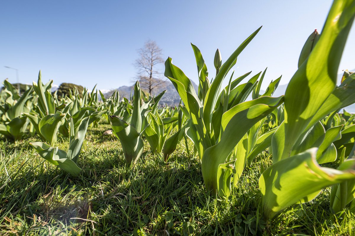 Oltre ai pruni rosa, a #Lugano stanno allungandosi tanti ciuffetti al Giardino Belvedere e al Parco Ciani: sono i 75’000 🌷 che sbocceranno in aprile. Un omaggio alle donne che lottano contro il tumore al seno nell’ambito della campagna #1TulipanoPerLaVita #1su8 <a href="/laimantrose/">L'aiMant Rose</a> 🎗